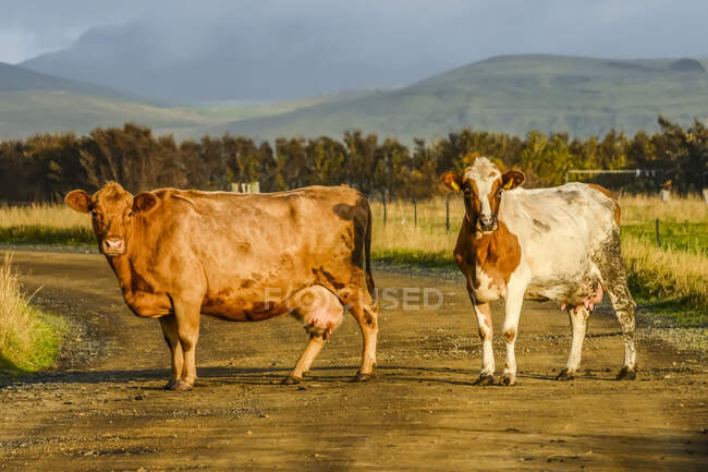 Dos vacas (Bos taurus) se paran en un camino rural mirando a la cámara; Myrdalshreppur, Región Sur, Islandia - foto de stock