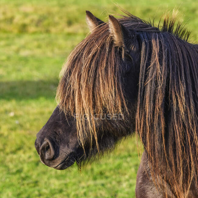 Primo piano della testa e della criniera di un cavallo bruno; Mrdalshreppur, Regione meridionale, Islanda — Foto stock