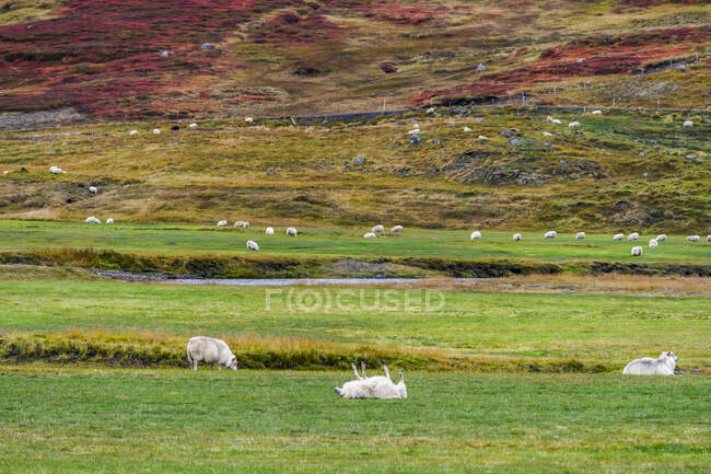 Vista cênica de ovelhas pastando na bela paisagem — Fotografia de Stock