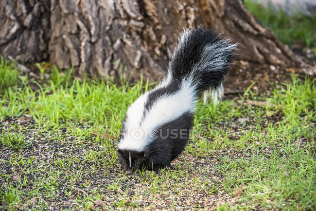 Striped Skunk (Mephitis mephitis) at Cave Creek Ranch in the Chiricahua Mountains near Portal; Arizona, United States of America — Stock Photo