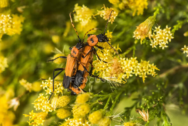 Dos escarabajos anaranjados y negros sobre flores amarillas en Cave Creek Canyon of the Chiricahua Mountains cerca de Portal; Arizona, Estados Unidos de América - foto de stock