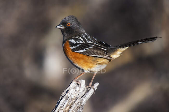 Spotted Towhee (Pipilo maculatus) perched on a stump in the foothills of the Chiricahua Mountains near Portal; Arizona, United States of America — Stock Photo