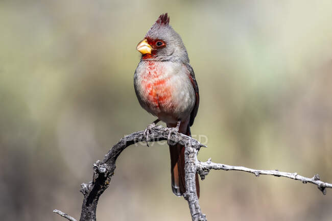 Pyrrhuloxie mâle (Cardinalis sinuatus) perchée sur une branche morte dans les contreforts des montagnes Chiricahua près de Portal ; Arizona, États-Unis d'Amérique — Photo de stock