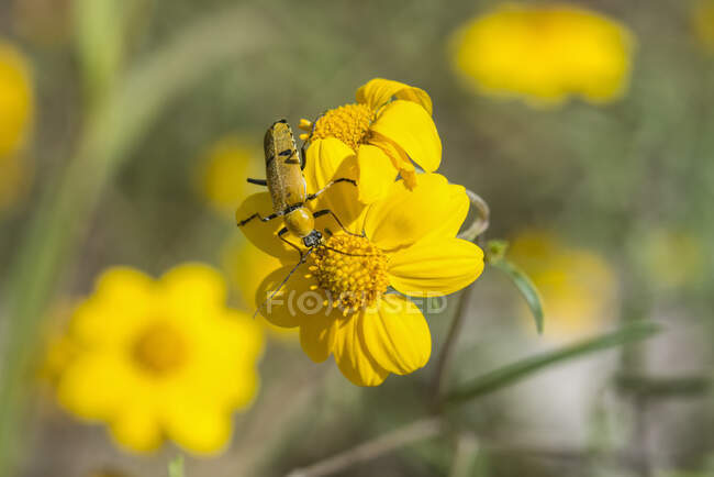 Escarabajo amarillo en una flor amarilla en Cave Creek Canyon en las montañas Chiricahua cerca de Portal; Arizona, Estados Unidos de América - foto de stock