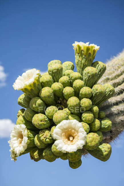 Blühender Saguaro-Kaktus (Carnegiea gigantea) im Saguaro-Nationalpark bei Tucson; Arizona, Vereinigte Staaten von Amerika — Stockfoto