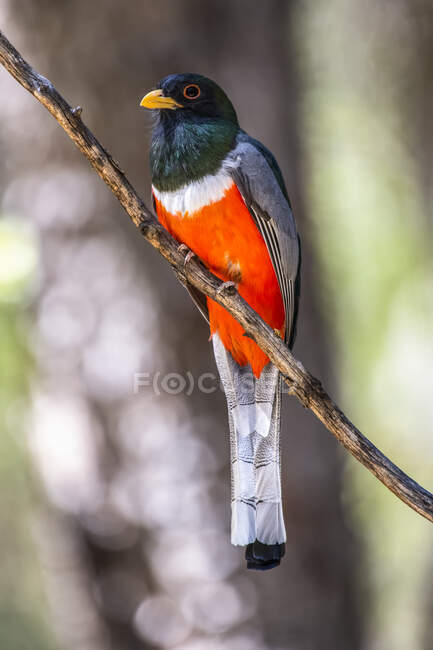 Elegant Trogon (Trogon elegans) perching on a branch in the South Fork of Cave Creek Canyon in the Chiricahua Mountains near Portal; Arizona, United States of America — Stock Photo