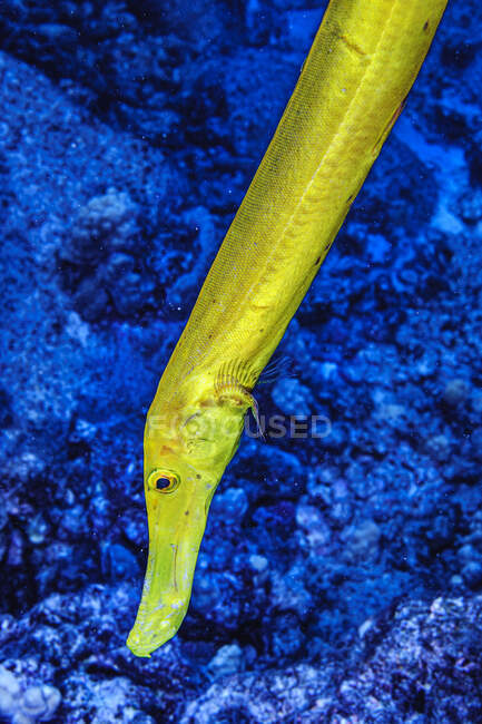 Крупный план китайского трубача (Aulostomus chinensis) жёлтый морф, сфотографированный под водой у берегов Коны, Большой остров; остров Гавайи, Соединенные Штаты Америки — стоковое фото