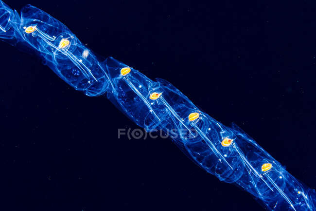 A chain of salps (Salpa sp.) photographed under water during a blackwater dive off the Kona coast, the Big Island; Island of Hawaii, Hawaii, United States of America — Stock Photo