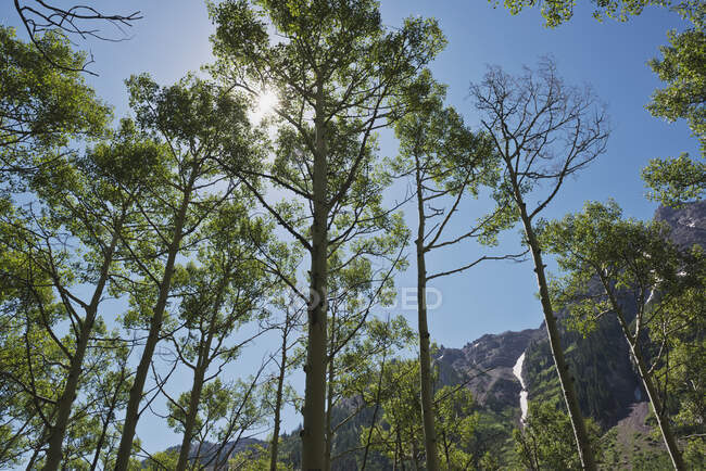 Birch Trees At Maroon Bells, The Most Photographed Mountains In North America; Aspen, Colorado, United States Of America — Stock Photo