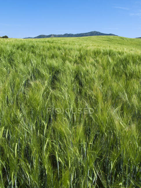 Concepto agrícola. Campo inclinado de la cebada verde de primavera de maduración, Idaho, EE.UU.. - foto de stock
