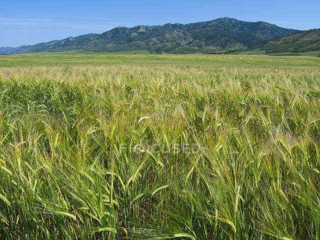 Agriculture concept. Rolling field of maturing Spring barley, Idaho, USA. — Stock Photo