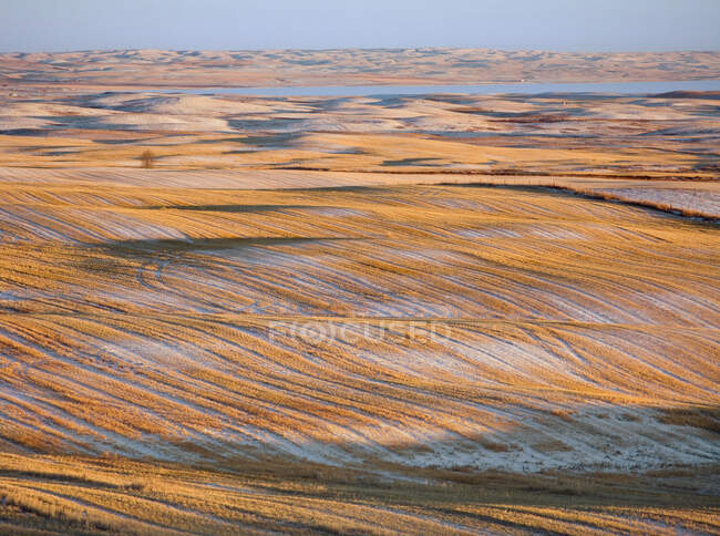 Сельское хозяйство На закате в начале зимы покрытое снегом катящееся поле пшеничной щетины. Альберта, Канада. — стоковое фото