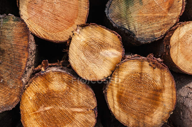 Ends of cut logs in a pile; Rothbury, Northumberland, England — Stock Photo