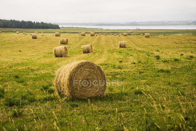 Hay bales scattered on a field along the coast; Prince Edward Island, Canada — Stock Photo