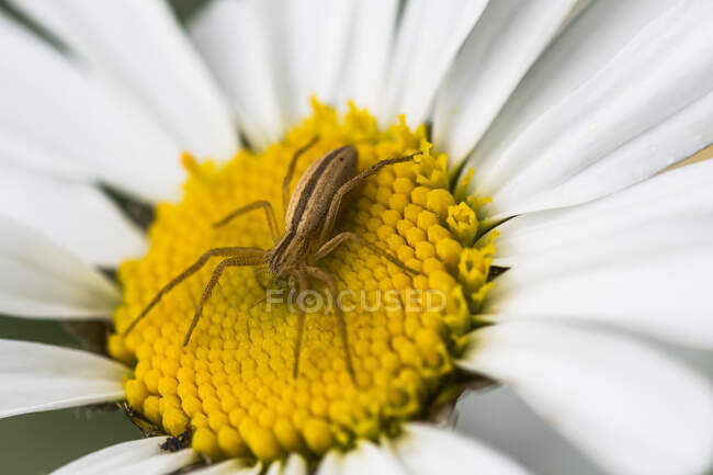 A flower spider capturing insects on a daisy; Astoria, Oregon, United States of America — Stock Photo