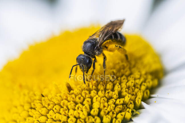 Abeja que usa polen mientras busca néctar de flores; Astoria, Oregon, Estados Unidos de América - foto de stock