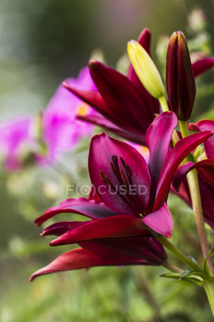 Asiatische Lilien bringen Farbe in den Garten; Astoria, Oregon, Vereinigte Staaten von Amerika — Stockfoto