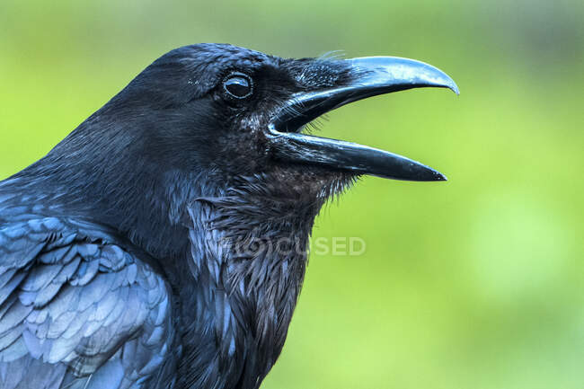 Raven (Corvus corax), Denali National Park; Alaska, Vereinigte Staaten von Amerika — Stockfoto
