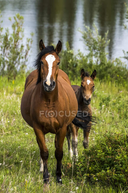 Cavalli selvatici (equus ferus), una cavalla con il puledro, con un lago sullo sfondo; Yukon, Canada — Foto stock