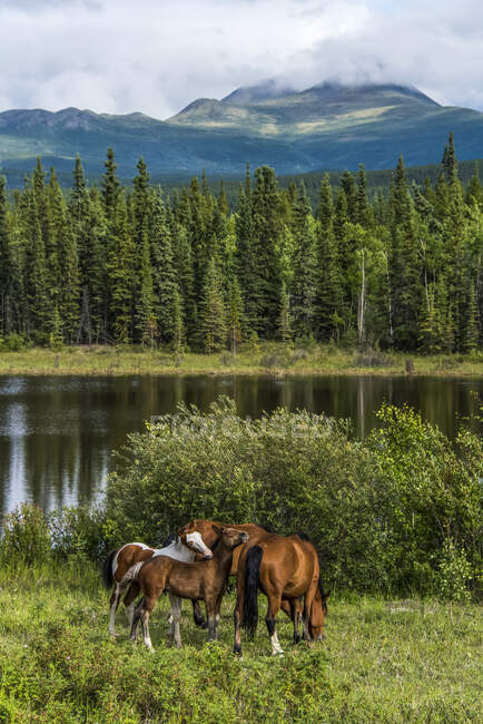Caballos salvajes (equus ferus) pastando con un lago y montañas en el fondo; Yukón, Canadá - foto de stock