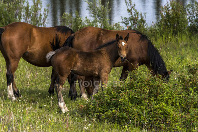 Cavalli selvatici (equus ferus) con un lago sullo sfondo; Yukon, Canada — Foto stock