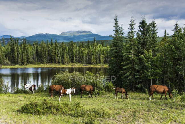 Caballos salvajes (equus ferus) pastando con un lago y montañas en el fondo; Yukón, Canadá - foto de stock