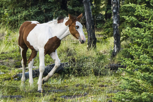 Cheval sauvage (equus ferus) ; Yukon, Canada — Photo de stock