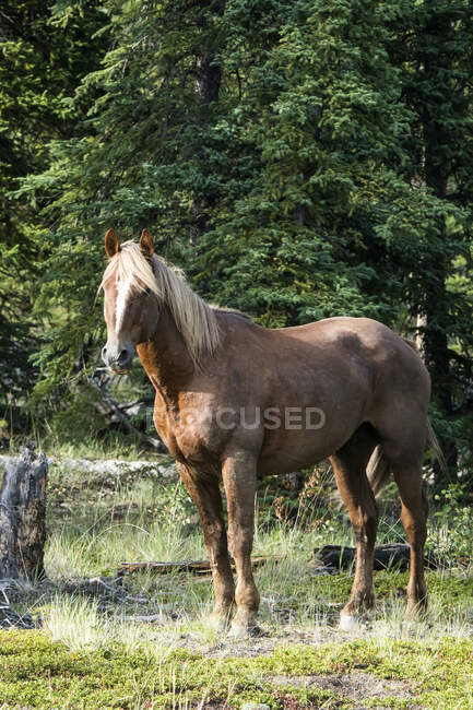 Caballo salvaje (equus ferus); Yukón, Canadá - foto de stock