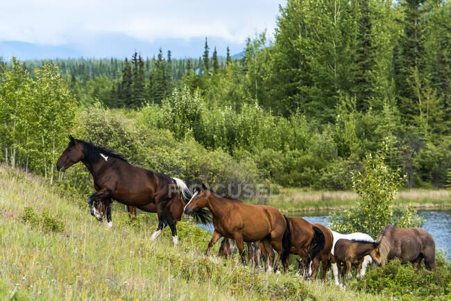 Cavalos selvagens (equus ferus) subindo uma colina gramada com um lago e montanhas no fundo; Yukon, Canadá — Fotografia de Stock