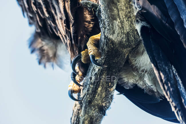 Talons eines unreifen Weißkopfseeadlers (Haliaeetus leucocephalus), der einen gerade aus dem Nest flügge gewordenen Ast ergreift; Yukon, Kanada — Stockfoto