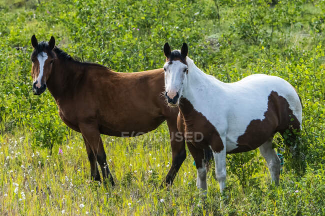 Cavalos selvagens (equus ferus) em pé em um campo de plantas e flores silvestres; Yukon, Canadá — Fotografia de Stock