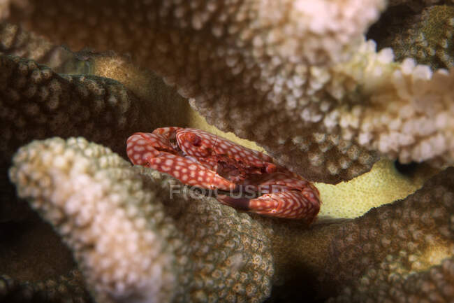 Spotted Guard Crab (Trapezia tigrina); Maui, Hawaii, Estados Unidos da América — Fotografia de Stock
