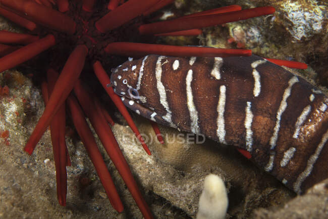 A close-up underwater view of a Zebra Moray eel (Gymnomuraena zebra); Wailea, Maui, Hawaii, United States of America — Stock Photo