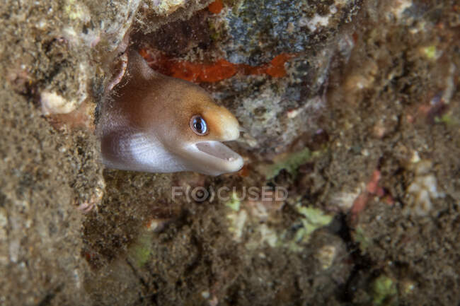 A close-up underwater view of a Dwarf Moray eel (Gymnothorax melatremus); Wailea, Maui, Hawaii, United States of America — Stock Photo