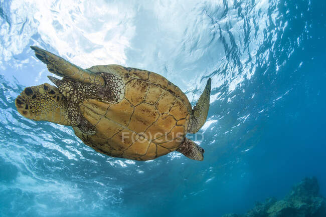 Una vista submarina de una tortuga marina verde hawaiana (Chelonia mydas); Makena, Maui, Hawaii, Estados Unidos de América - foto de stock