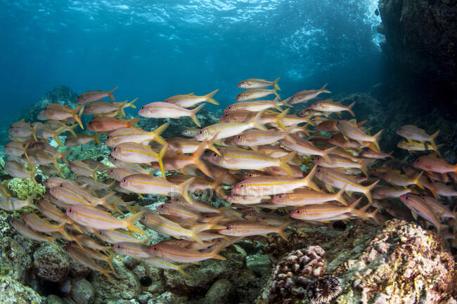 A wide view of schooling Goatfish (Mullidae) swimming underwater ; Makena, Maui, Hawaii, États-Unis d'Amérique — Photo de stock