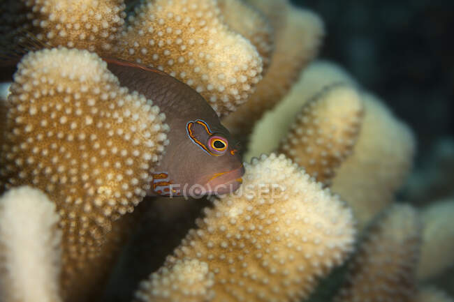 Риба-яструб (Paracirrhites arcatus) розташована на коралі; Мауї, Гаваї, США. — стокове фото