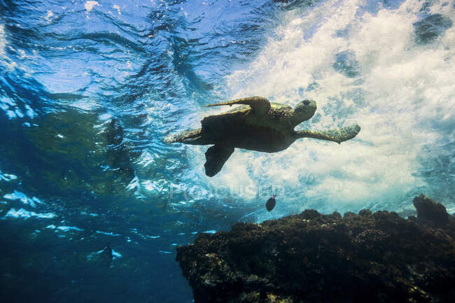 Vue sous-marine d'une tortue verte hawaïenne (Chelonia mydas) ; Makena, Maui, Hawaï, États-Unis d'Amérique — Photo de stock