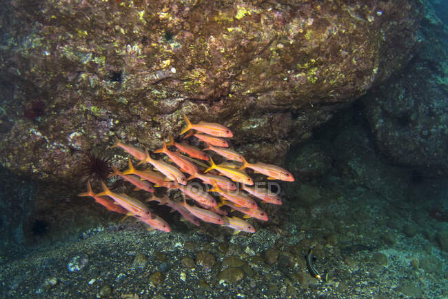Ein weiter Blick auf Ziegenfische (Mullidae), die unter Wasser schwimmen; Makena, Maui, Hawaii, Vereinigte Staaten von Amerika — Stockfoto