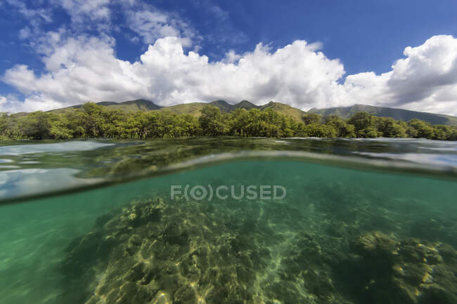 Vista dividida de árboles y montañas en una isla hawaiana y bajo el agua del océano; Maui, Hawaii, Estados Unidos de América - foto de stock