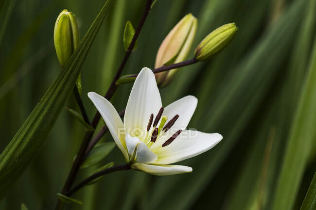 White Asiatic Lily (lilium) blooming in a flower garden; Oregon, United States of America — Stock Photo