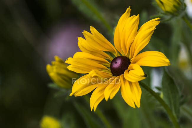 Susan dagli occhi neri (Rudbeckia hirta) che fiorisce in un giardino fiorito; Astoria, Oregon, Stati Uniti d'America — Foto stock