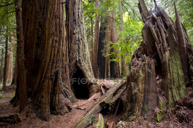 Muir Woods, Mount Tamalpais; Kalifornien, Vereinigte Staaten von Amerika — Stockfoto