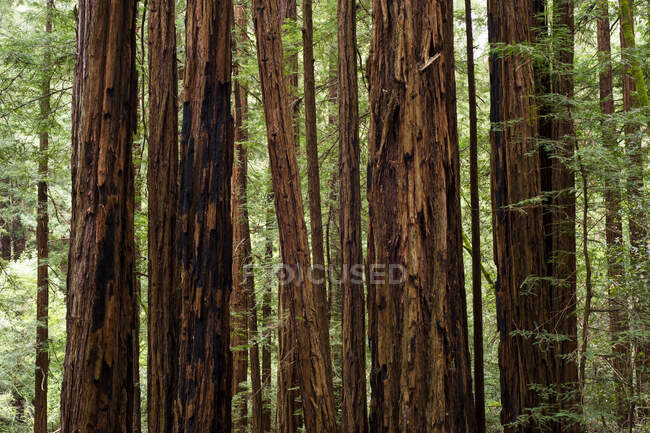 Muir Woods National Monument, Mount Tamalpais; Califórnia, Estados Unidos da América — Fotografia de Stock