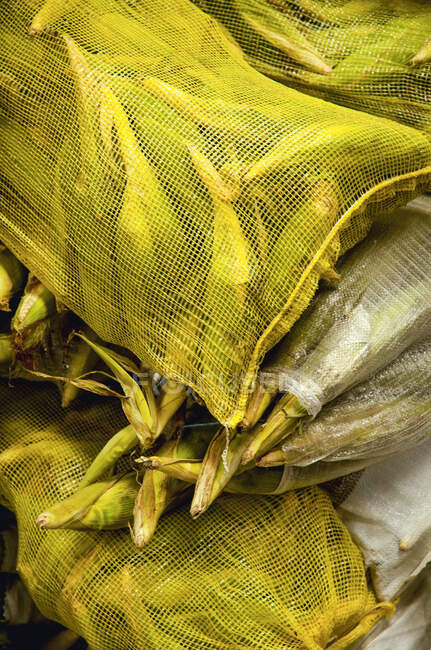 Gros plan des épis de maïs dans des sacs de maille à un marché ; Guanajuato, Mexique — Photo de stock