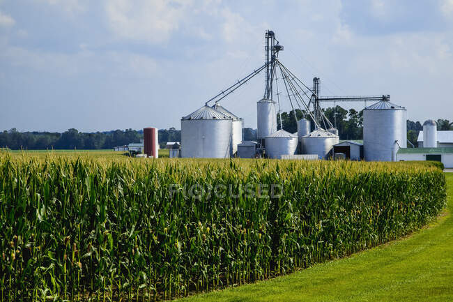Campo de maturação, plantas de milho tasseled com caixas de grãos e estruturas agrícolas além, perto de Germantown; Ohio, Estados Unidos da América — Fotografia de Stock