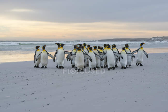 Rei Pinguins (Aptenodytes patagonicus) caminhando juntos na costa, Ponto Voluntário; Ilhas Malvinas — Fotografia de Stock
