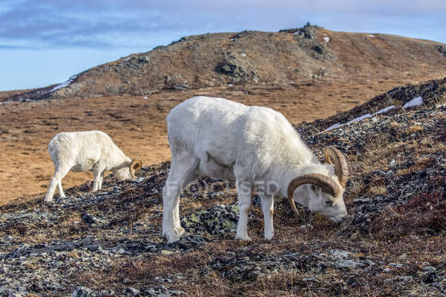 Rams Dall Sheep (Ovis dalli) pastando na grama no país alto no Denali National Park e Preserve no interior do Alasca no outono. Alaska, Estados Unidos da América — Fotografia de Stock