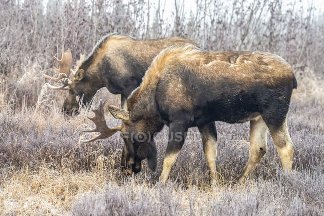 A pair of bull mooses (Alces alces) feeding in early morning with hoar frost  in the field, South Anchorage, South-central Alaska; Alaska, United States of America — Stock Photo