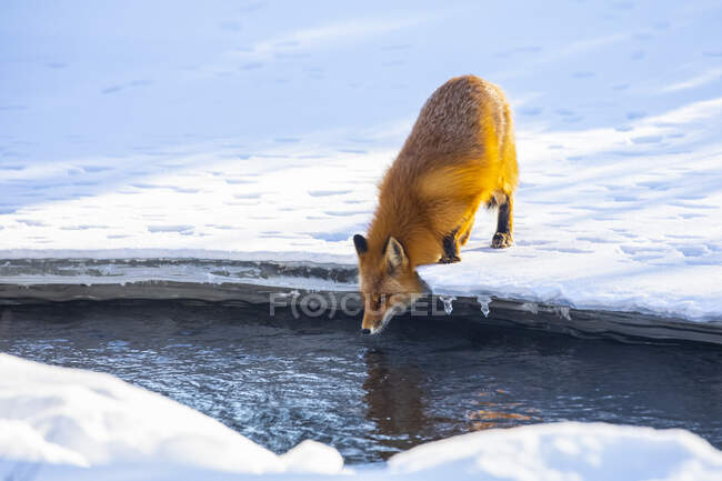 Красная лиса (Vulpes vulpes) стоит на снегу и льду и наклоняется к воде, чтобы выпить в районе Кэмпбелл-Крик зимой, Южно-Центральная Аляска; Анкоридж, Аляска, Соединенные Штаты Америки — стоковое фото